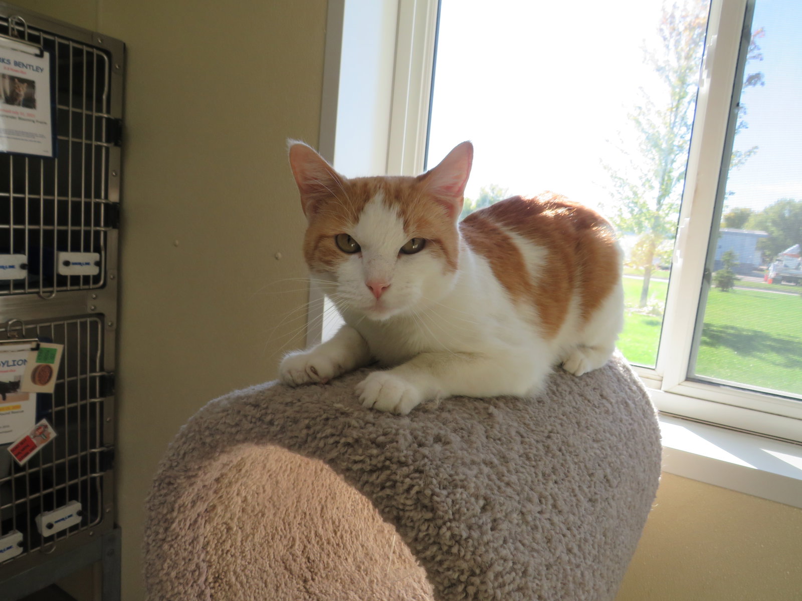 Freddie, photo 3