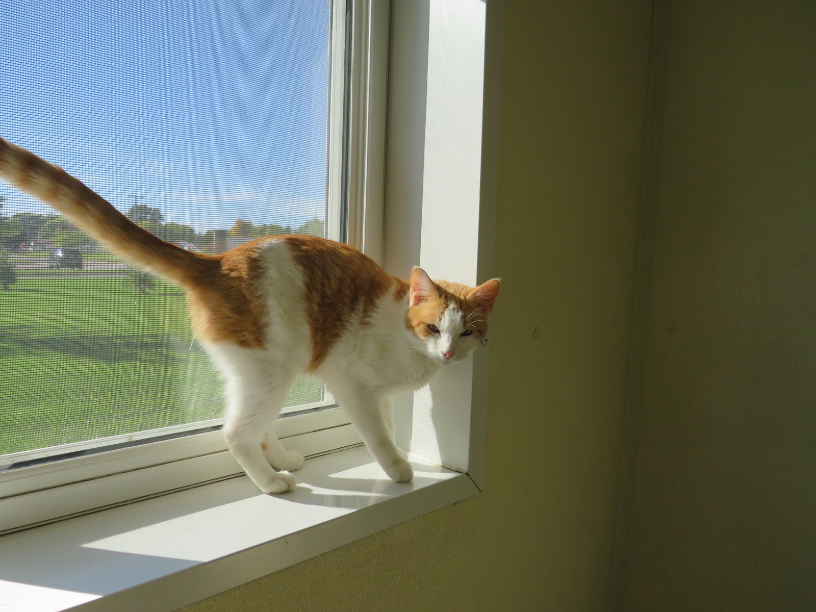 Freddie, photo 4