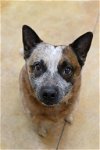 adoptable Dog in austin, MN named Blu (long term resident)