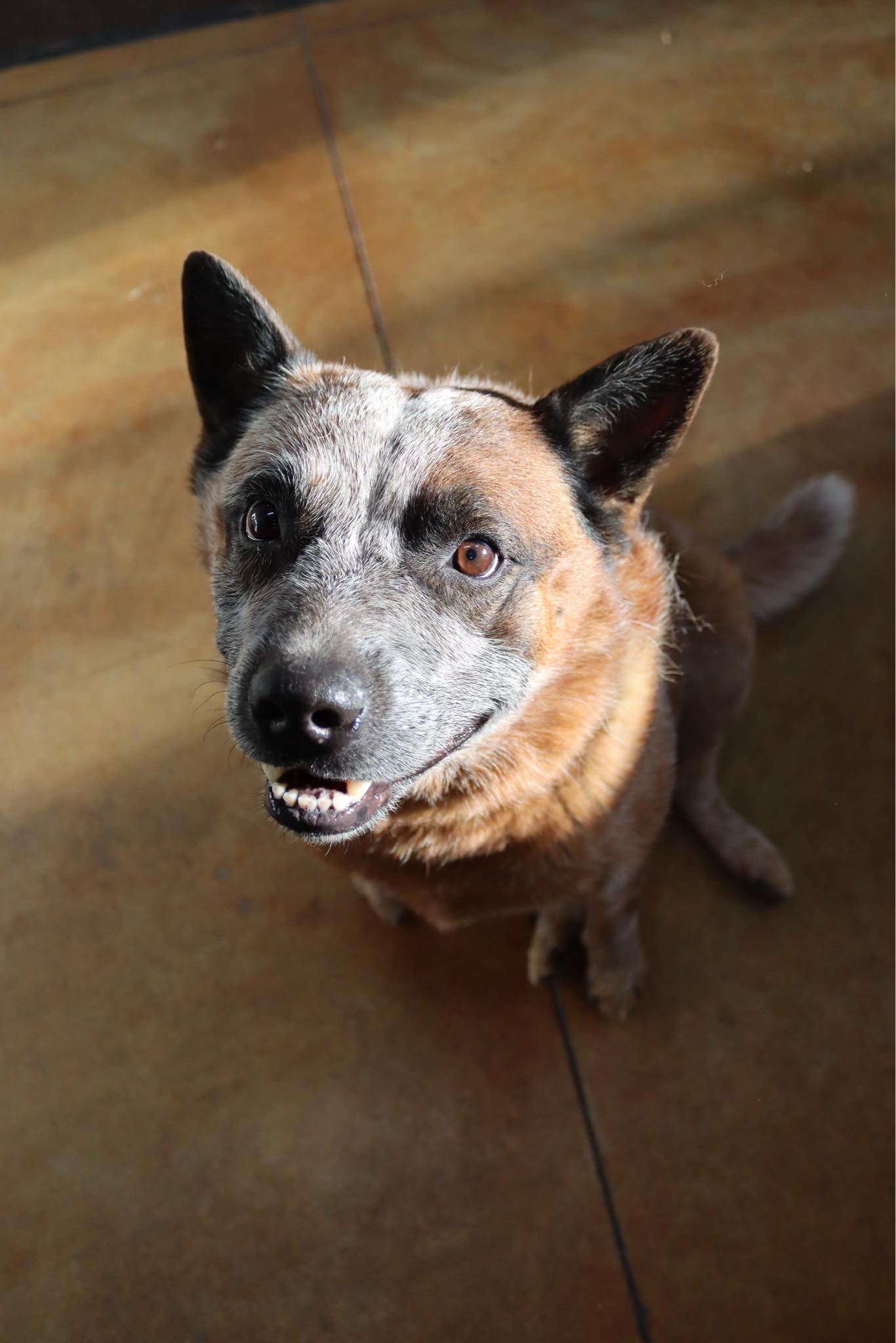 adoptable Dog in Austin, MN named Blu (long term resident)