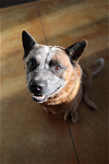 adoptable Dog in  named Blu (long term resident)