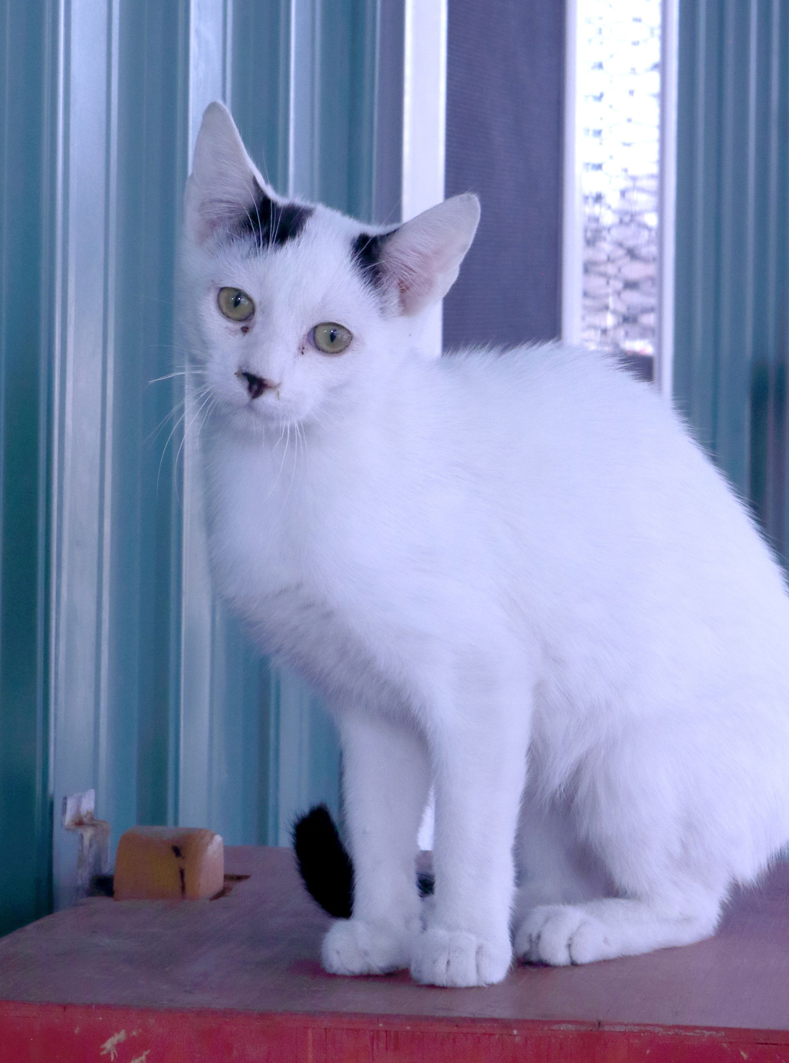 adoptable Cat in Austin, MN named Rome