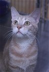 adoptable Cat in austin, MN named Velvet