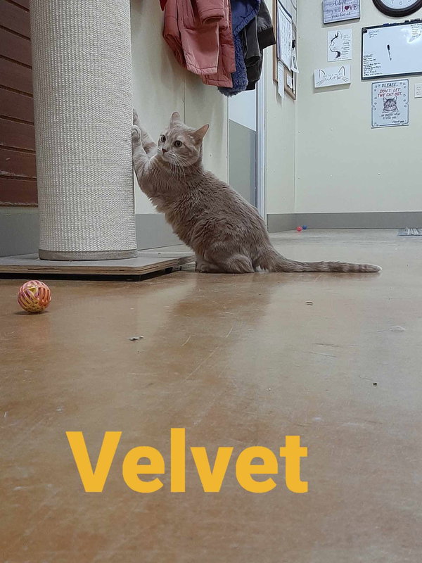Velvet