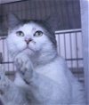 adoptable Cat in austin, MN named Christian
