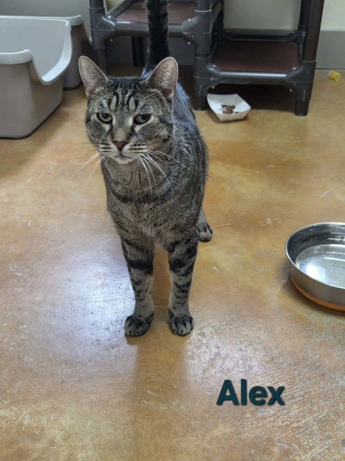Alex photo 8