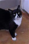 adoptable Cat in austin, MN named Wilson