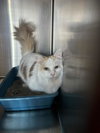 Peanut - Photo 2