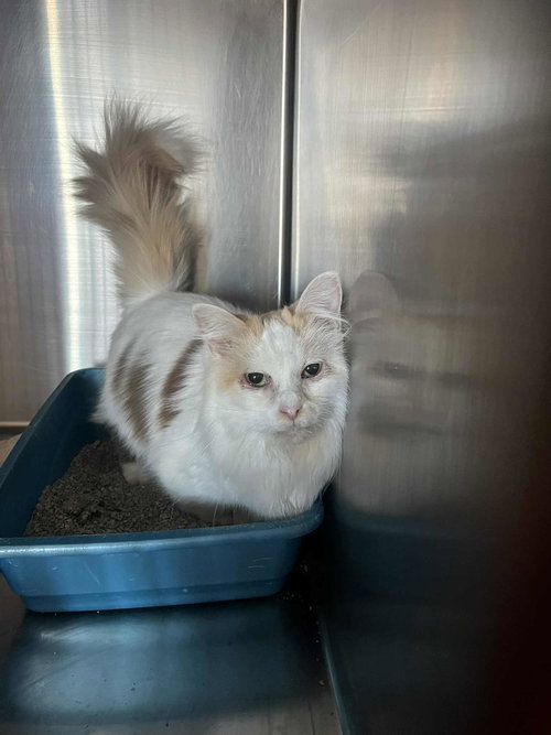PEANUT - Munchkin / Domestic Long Hair available for adoption