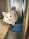 Peanut - Photo 3