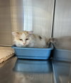 Peanut - Photo 4