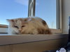 Peanut - Photo 5