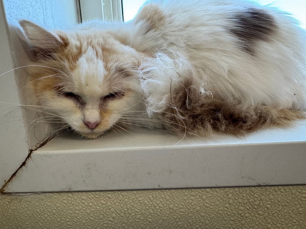 Peanut