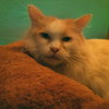 Peanut - Photo 7