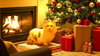 Peanut - Photo 8