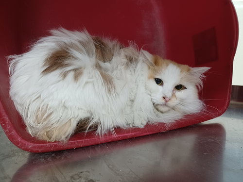 PEANUT - Munchkin / Domestic Long Hair available for adoption