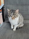 adoptable Cat in Austin, MN named Athena