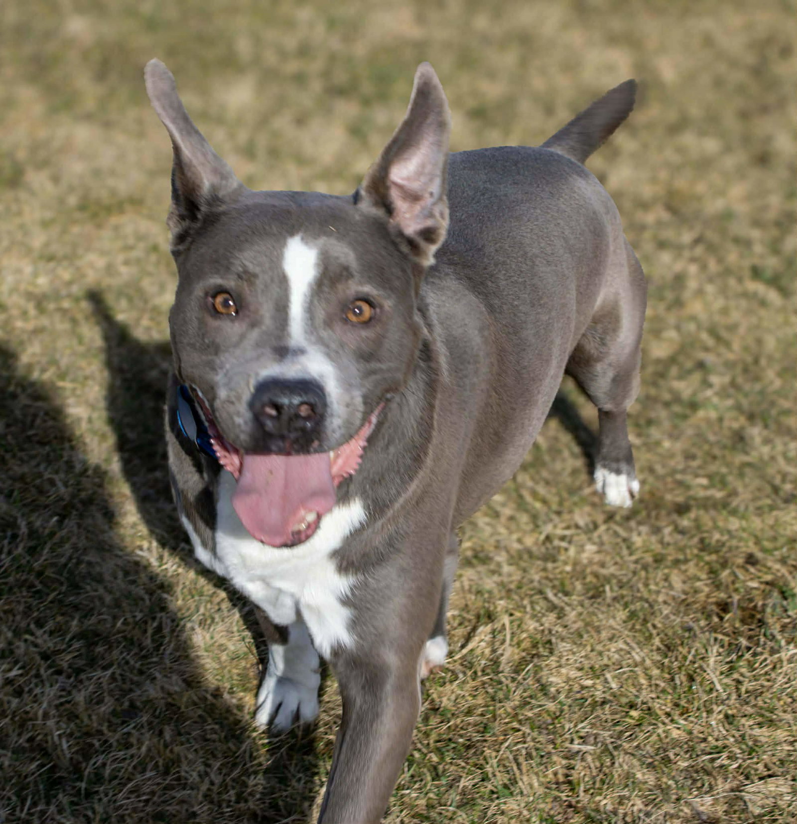 Rowen (long-term resident/sponsored fee)