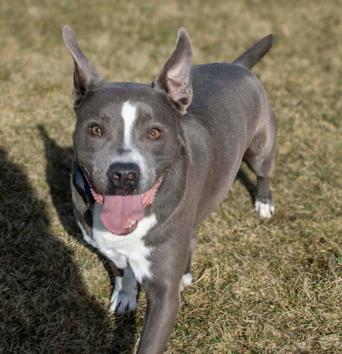 ROWEN (LONG-TERM RESIDENT/SPONSORED FEE) - Pit Bull Terrier / German Shepherd Dog for adoption in Rochester