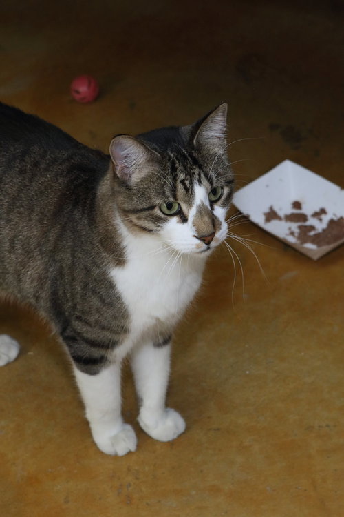 BILLY - Domestic Short Hair available for adoption
