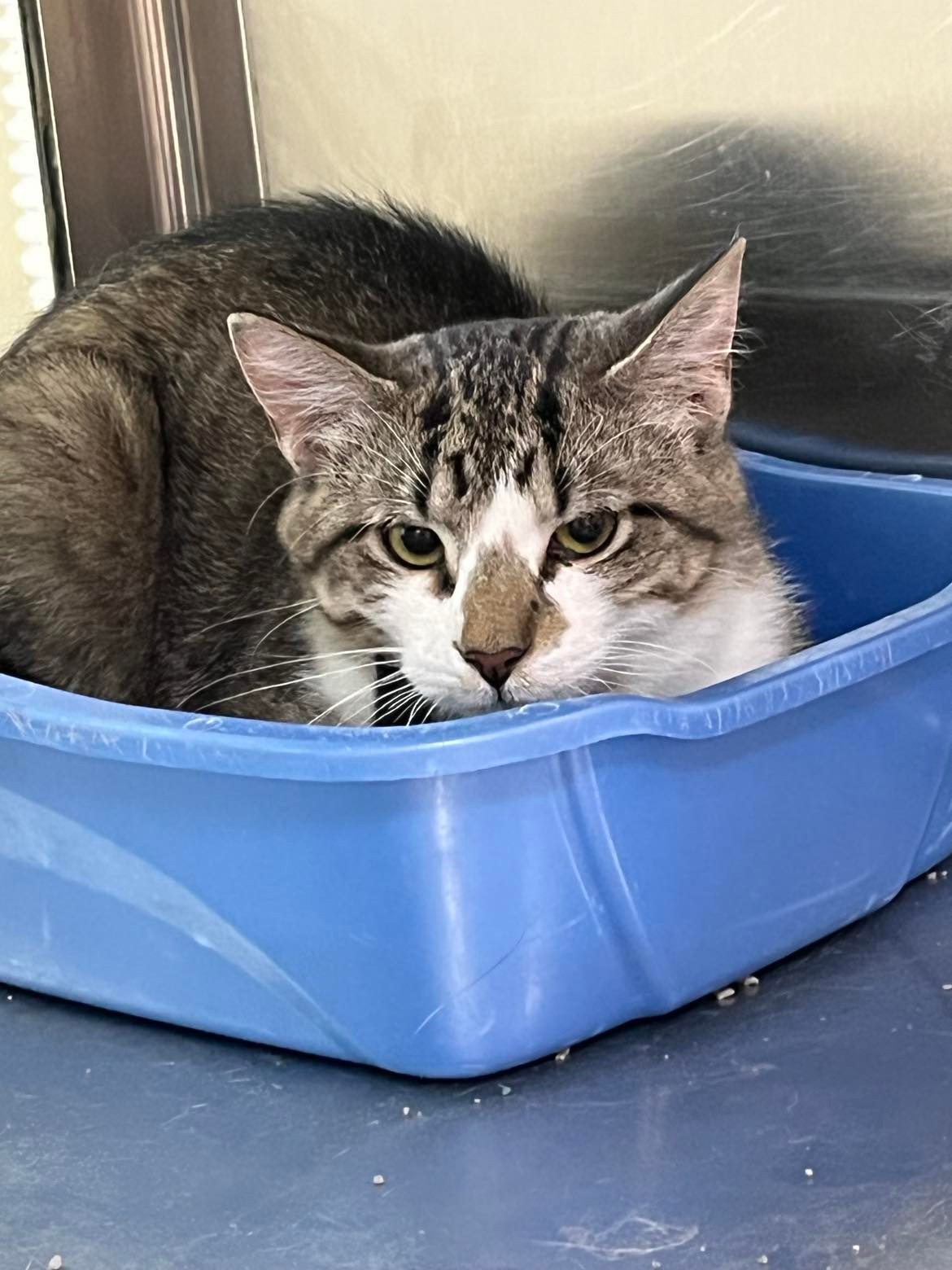 adoptable Cat in Austin, MN named Billy