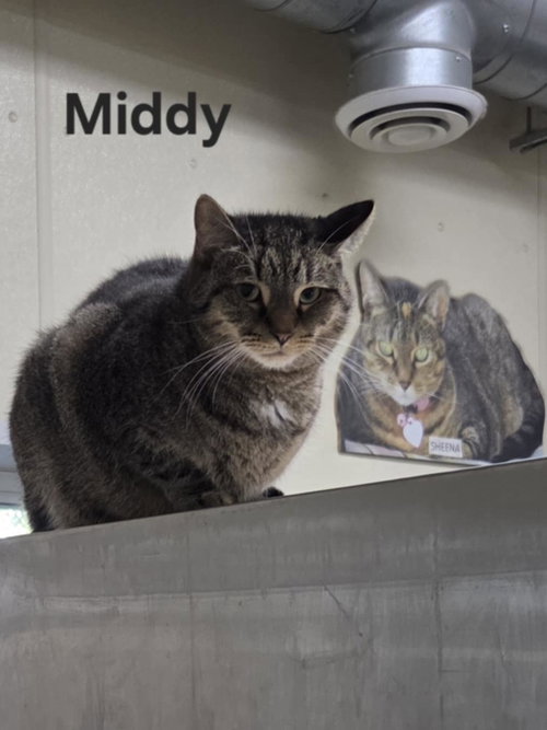 Photo 6 of Middy