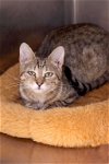 adoptable Cat in austin, MN named Middy