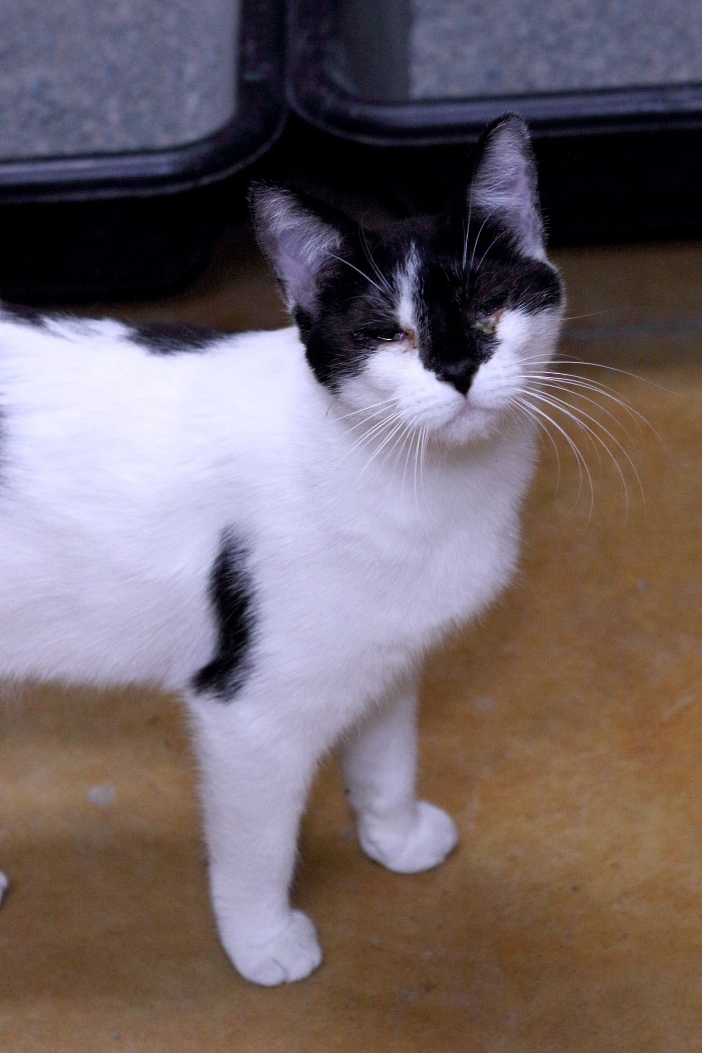 adoptable Cat in Austin, MN named Faith