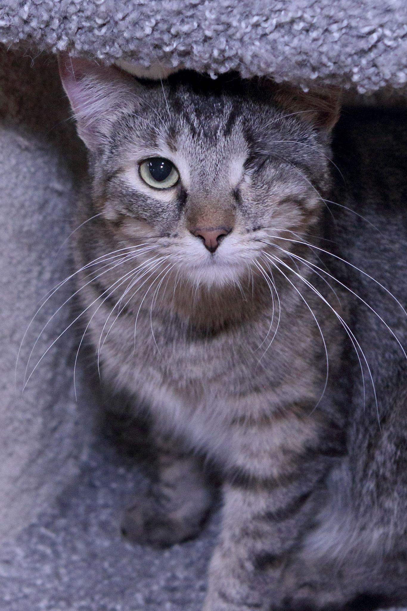 adoptable Cat in Austin, MN named Claudia