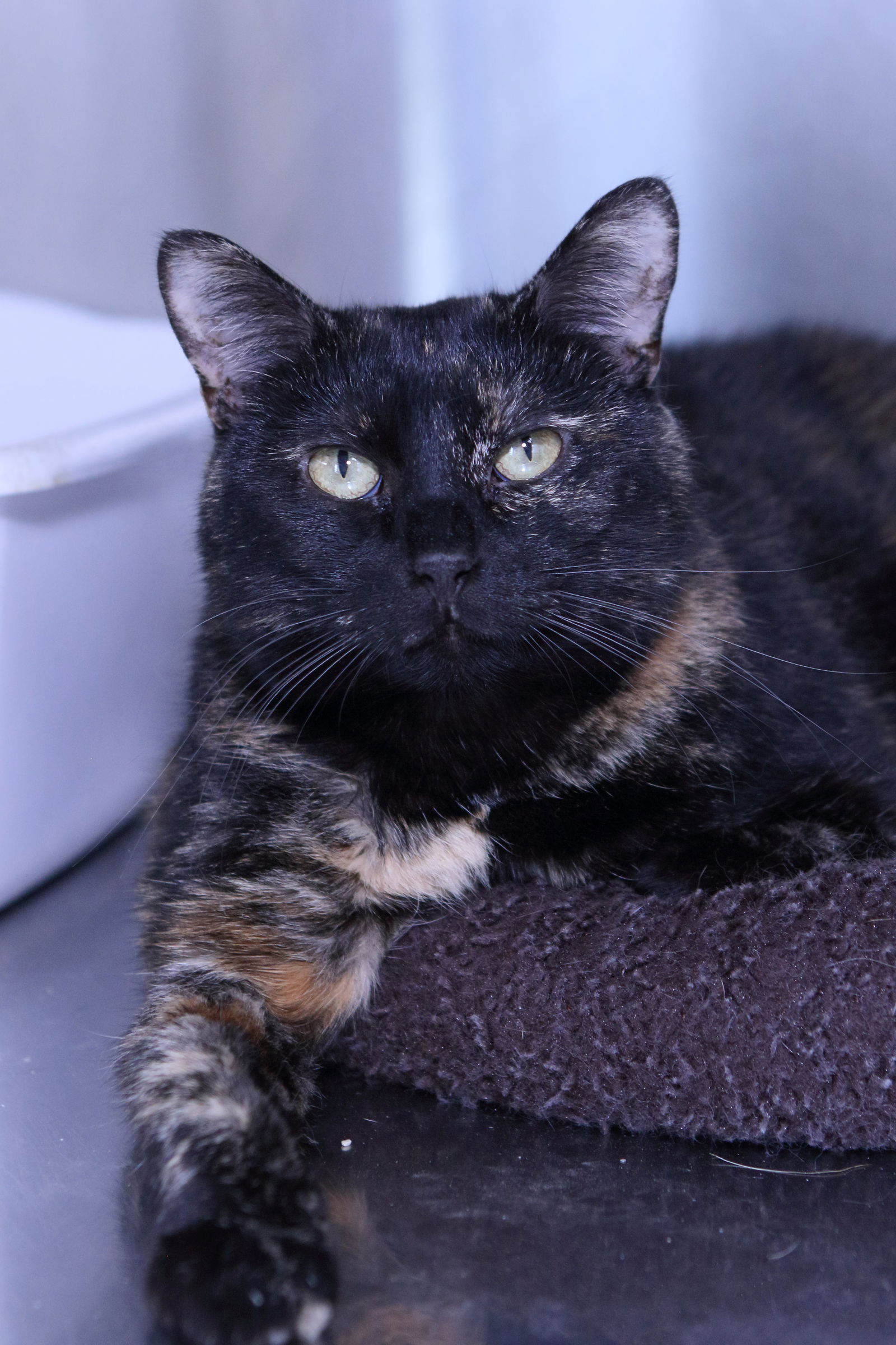 adoptable Cat in Austin, MN named Ava