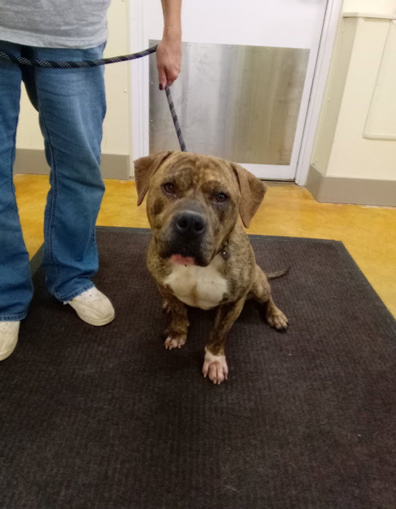 Dog for Adoption Jeremiah, a Pit Bull Terrier in Rochester, MN Alpha Paw