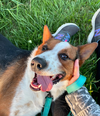 adoptable Dog in Austin, MN named Argo