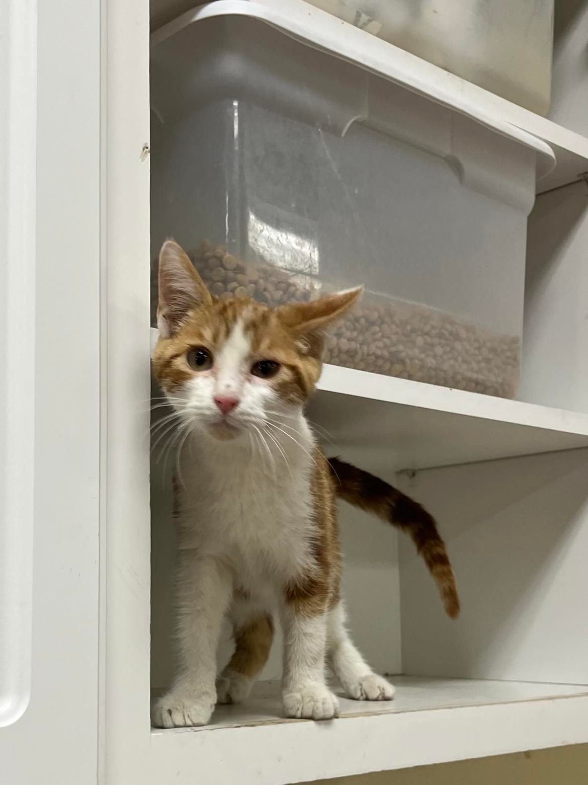 Cats for Adoption in Plainview, Minnesota | Alpha Paw