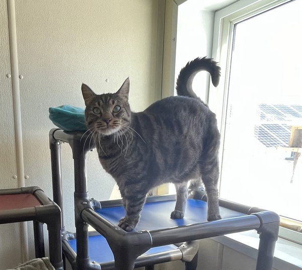Bagheera
