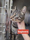 Bagheera - Photo 2