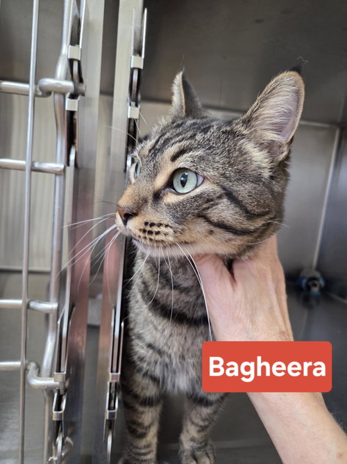 BAGHEERA - Domestic Short Hair / Tiger available for adoption