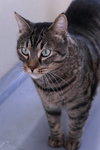 Bagheera - Photo 3
