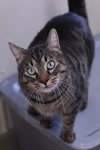 Bagheera - Photo 4