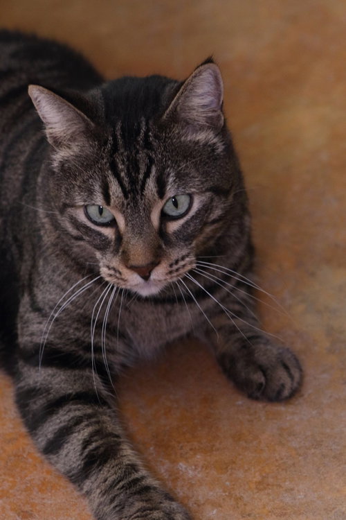 Photo 6 of Bagheera
