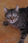 Bagheera - Photo 1