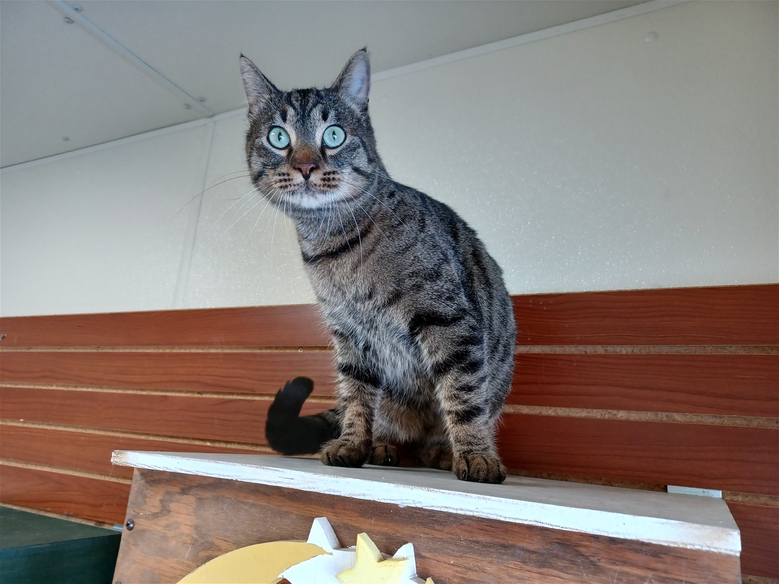 adoptable Cat in Austin, MN named Bagheera