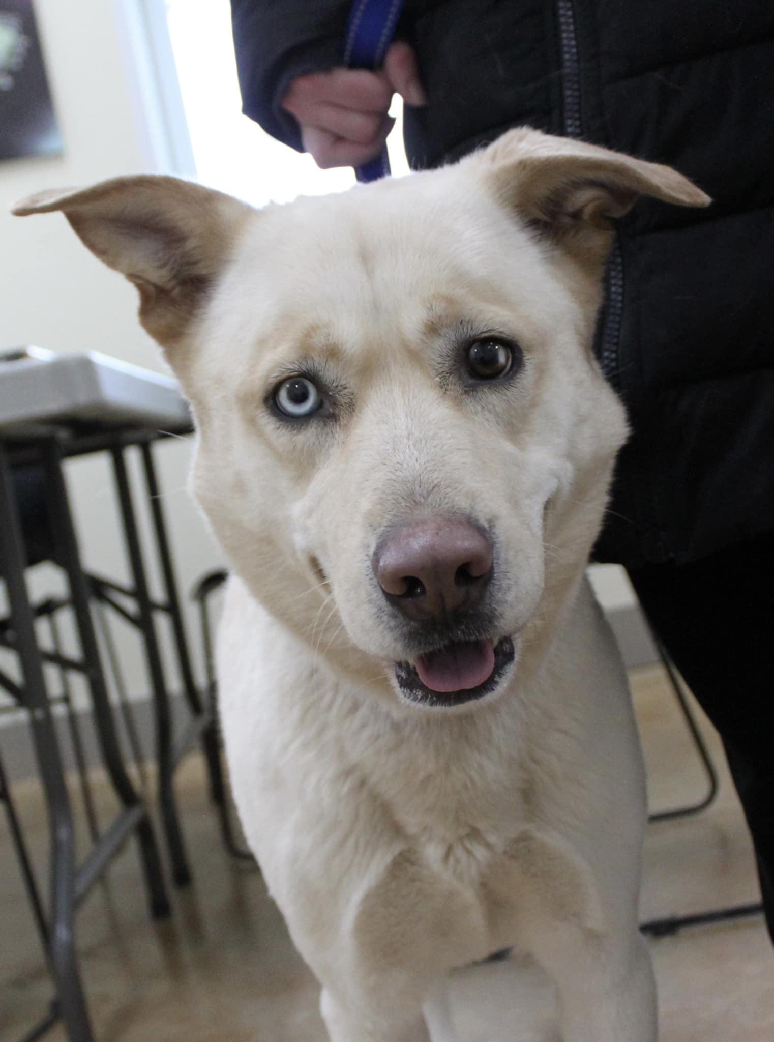 Dog for Adoption Laurel, a Husky in Eyota, MN Alpha Paw
