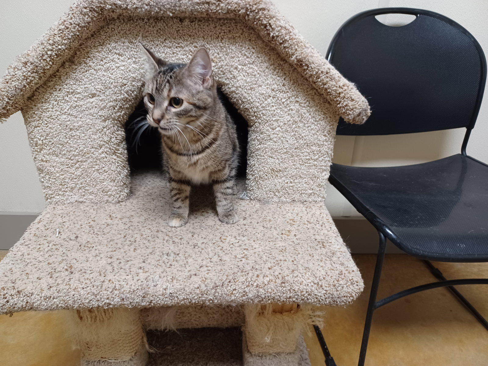 Cats for Adoption in Owatonna, Minnesota Alpha Paw