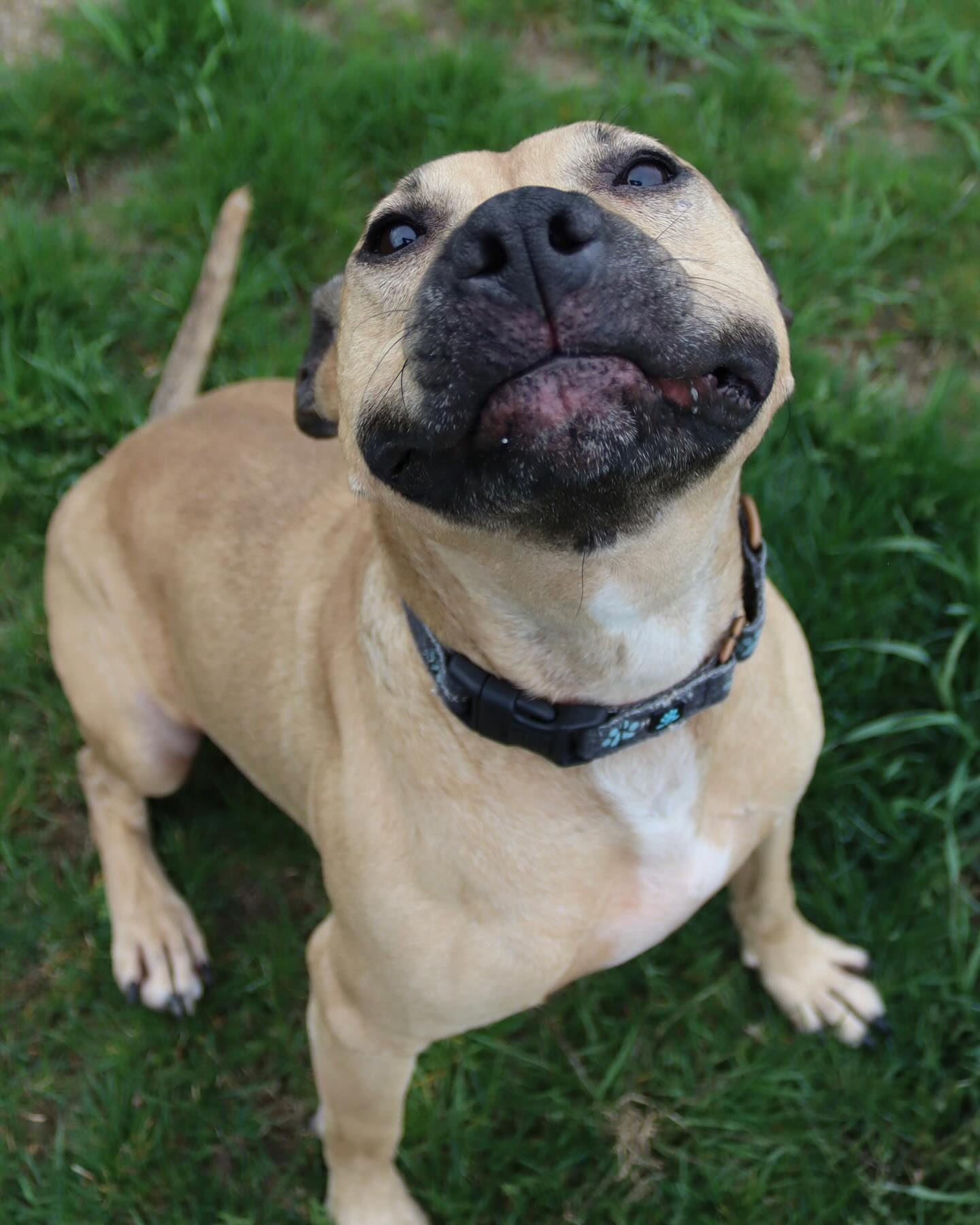 adoptable Dog in Austin, MN named Rudy