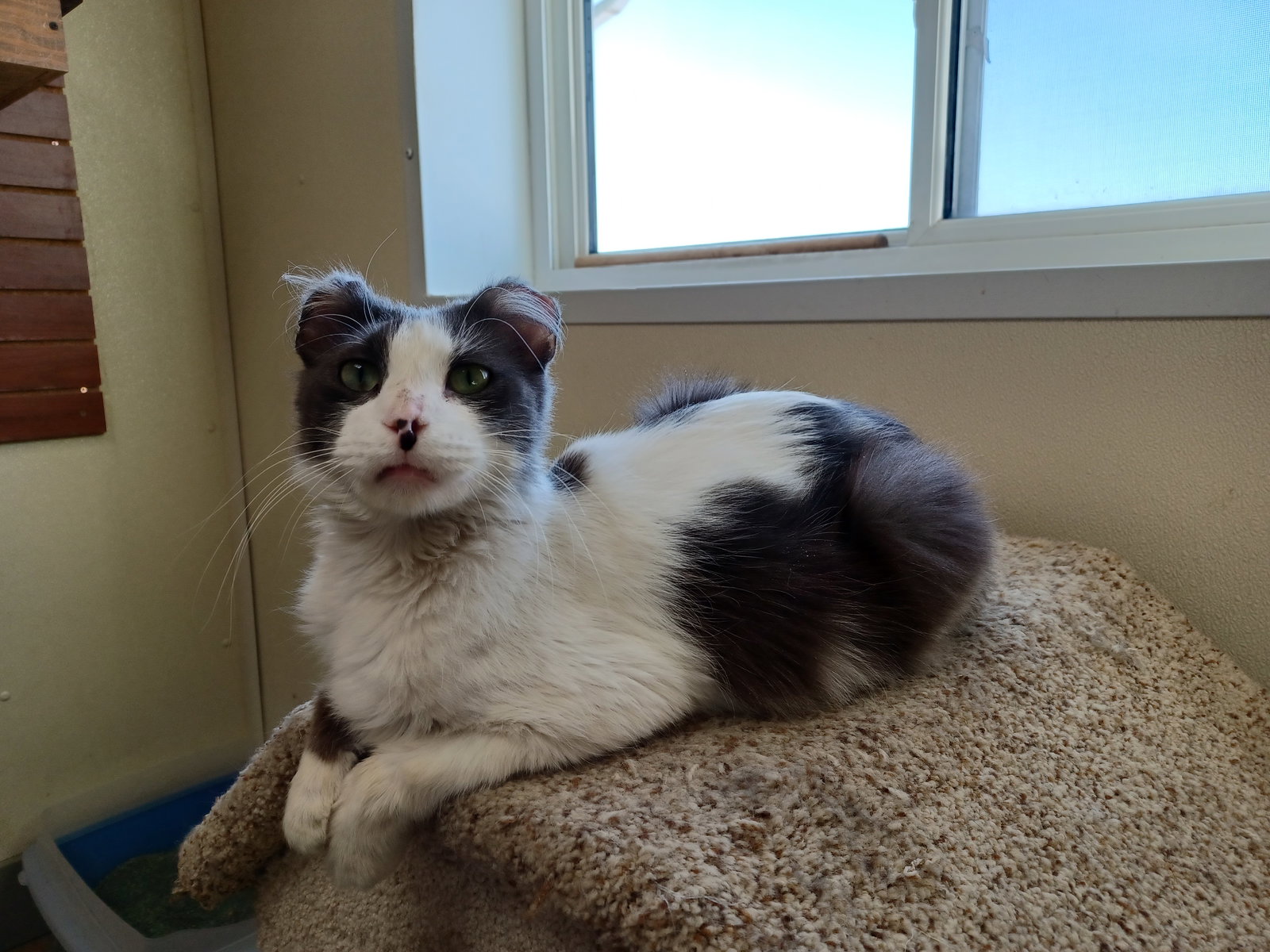 Cats for Adoption in Owatonna, Minnesota Alpha Paw