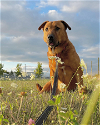 adoptable Dog in austin, MN named Forest (Sponsored Fee)