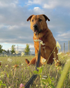 adoptable Dog in austin, MN named Forest (Sponsored Fee)