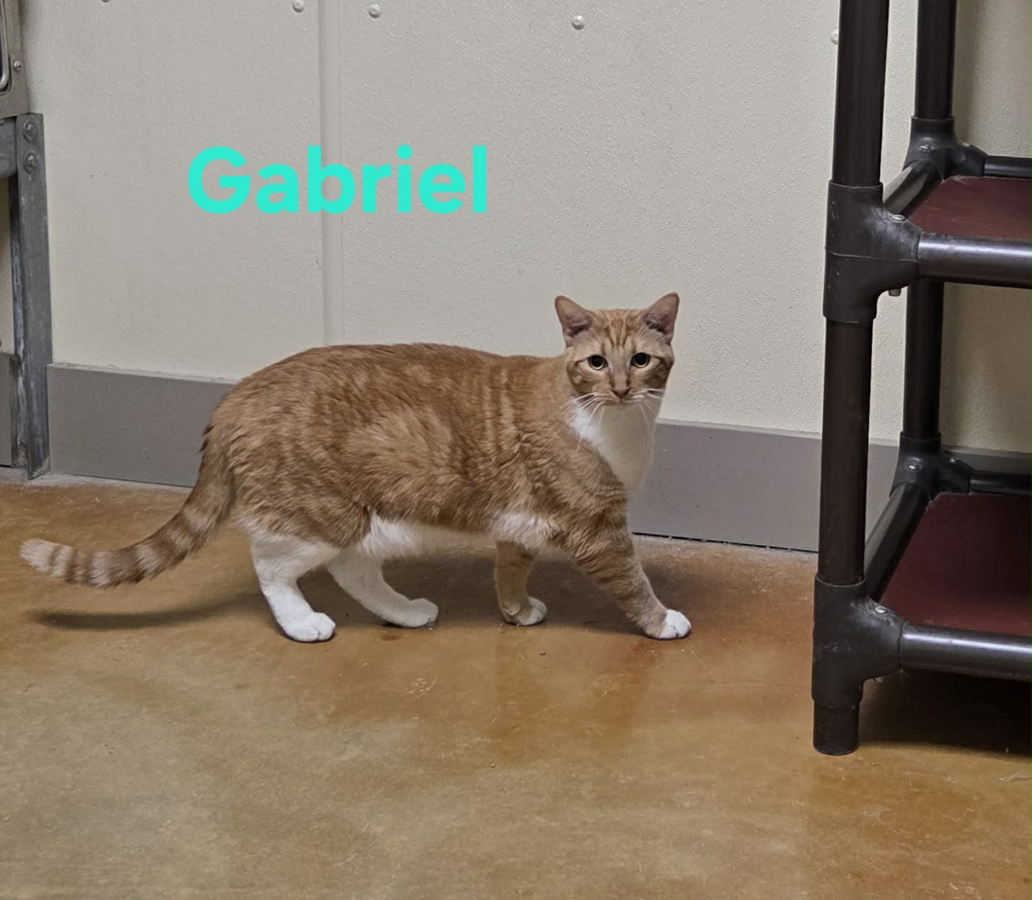 Gabriel, photo 7
