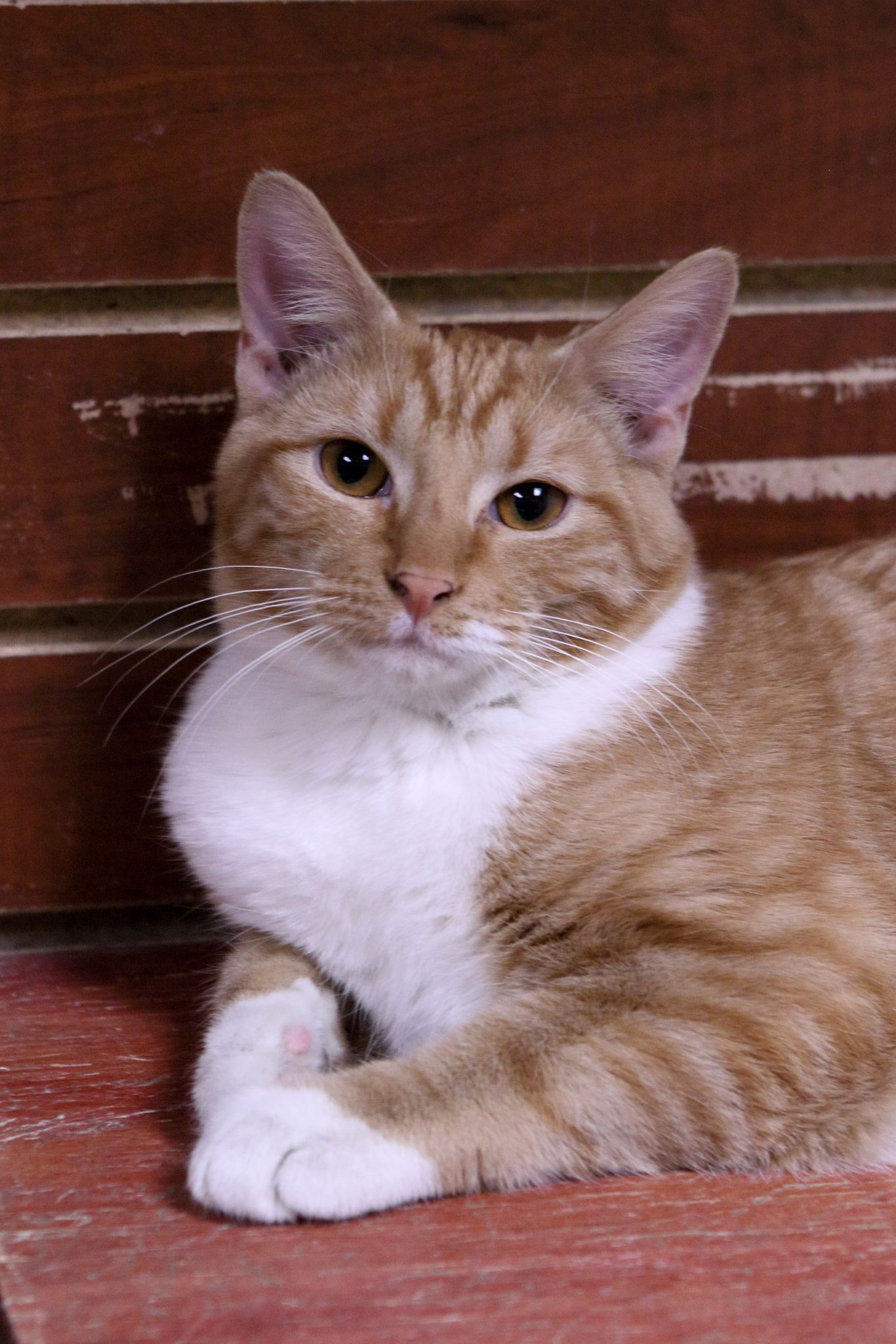 adoptable Cat in Austin, MN named Gabriel