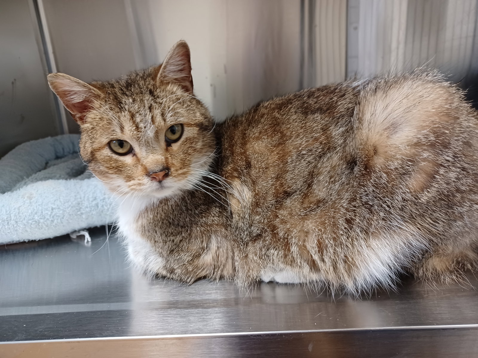 Cats for Adoption in Dodge Center, Minnesota | Alpha Paw
